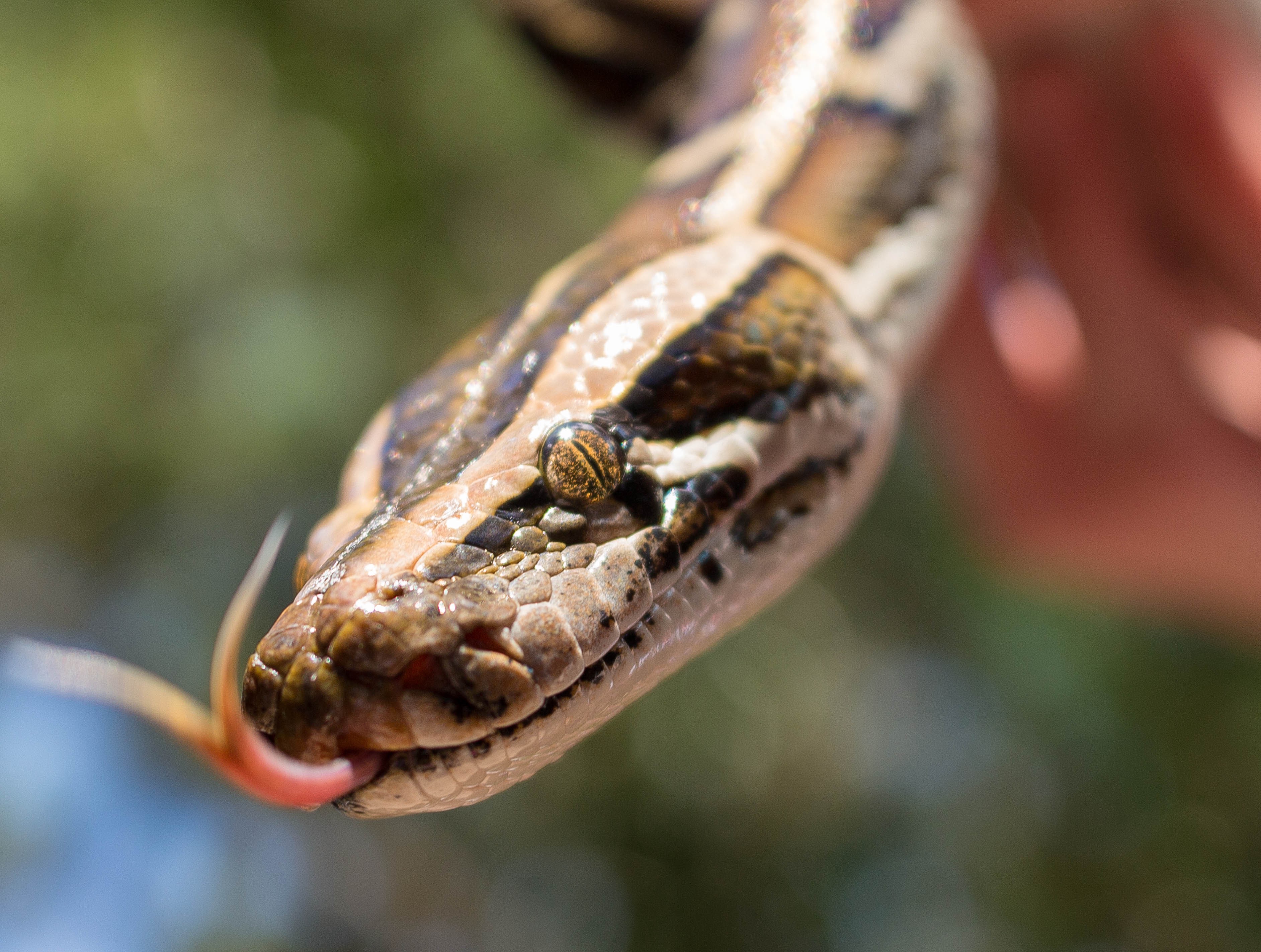 a picture of a python